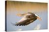 Greylag Goose in Flight-null-Stretched Canvas