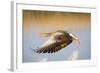 Greylag Goose in Flight-null-Framed Photographic Print