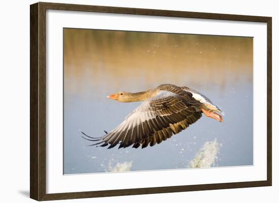 Greylag Goose in Flight-null-Framed Photographic Print