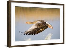 Greylag Goose in Flight-null-Framed Photographic Print