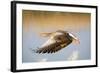 Greylag Goose in Flight-null-Framed Photographic Print