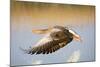 Greylag Goose in Flight-null-Mounted Photographic Print
