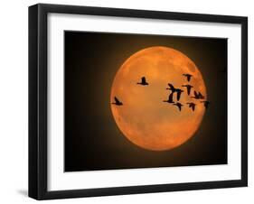 Greylag Goose, Silhouette, Full Moon-Reiner Bernhardt-Framed Photographic Print