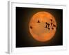 Greylag Goose, Silhouette, Full Moon-Reiner Bernhardt-Framed Photographic Print