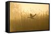 Greylag Goose Taking Flight from Reedbeds at Sunrise-null-Framed Stretched Canvas