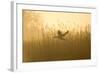 Greylag Goose Taking Flight from Reedbeds at Sunrise-null-Framed Photographic Print