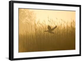 Greylag Goose Taking Flight from Reedbeds at Sunrise-null-Framed Photographic Print