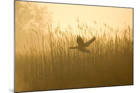 Greylag Goose Taking Flight from Reedbeds at Sunrise-null-Mounted Photographic Print