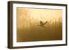 Greylag Goose Taking Flight from Reedbeds at Sunrise-null-Framed Photographic Print