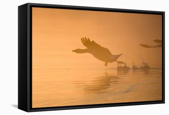 Greylag Goose Taking Flight in Misty Sunrise-null-Framed Stretched Canvas