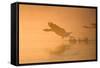 Greylag Goose Taking Flight in Misty Sunrise-null-Framed Stretched Canvas