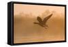 Greylag Goose Taking Flight in Misty Sunrise-null-Framed Stretched Canvas