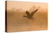 Greylag Goose Taking Flight in Misty Sunrise-null-Stretched Canvas