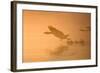 Greylag Goose Taking Flight in Misty Sunrise-null-Framed Photographic Print