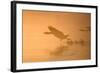 Greylag Goose Taking Flight in Misty Sunrise-null-Framed Photographic Print