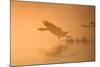 Greylag Goose Taking Flight in Misty Sunrise-null-Mounted Photographic Print