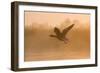 Greylag Goose Taking Flight in Misty Sunrise-null-Framed Photographic Print