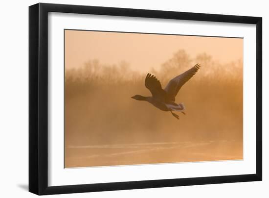 Greylag Goose Taking Flight in Misty Sunrise-null-Framed Photographic Print