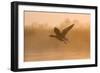 Greylag Goose Taking Flight in Misty Sunrise-null-Framed Photographic Print