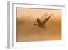 Greylag Goose Taking Flight in Misty Sunrise-null-Framed Photographic Print