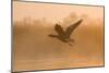 Greylag Goose Taking Flight in Misty Sunrise-null-Mounted Photographic Print