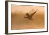 Greylag Goose Taking Flight in Misty Sunrise-null-Framed Photographic Print