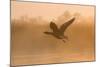 Greylag Goose Taking Flight in Misty Sunrise-null-Mounted Photographic Print