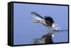 Greylag Goose Taking Flight-null-Framed Stretched Canvas