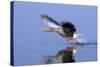 Greylag Goose Taking Flight-null-Stretched Canvas