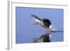 Greylag Goose Taking Flight-null-Framed Photographic Print