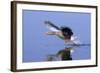 Greylag Goose Taking Flight-null-Framed Photographic Print