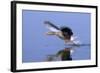 Greylag Goose Taking Flight-null-Framed Photographic Print