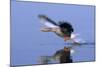 Greylag Goose Taking Flight-null-Mounted Photographic Print