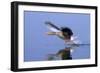 Greylag Goose Taking Flight-null-Framed Photographic Print