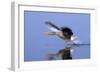 Greylag Goose Taking Flight-null-Framed Photographic Print