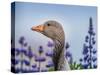 Greylag Goose with Lupines, Iceland-Arctic-Images-Stretched Canvas