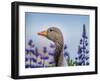 Greylag Goose with Lupines, Iceland-Arctic-Images-Framed Photographic Print