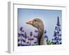 Greylag Goose with Lupines, Iceland-Arctic-Images-Framed Photographic Print