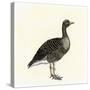 Greylag Goose-null-Stretched Canvas