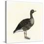 Greylag Goose-null-Stretched Canvas