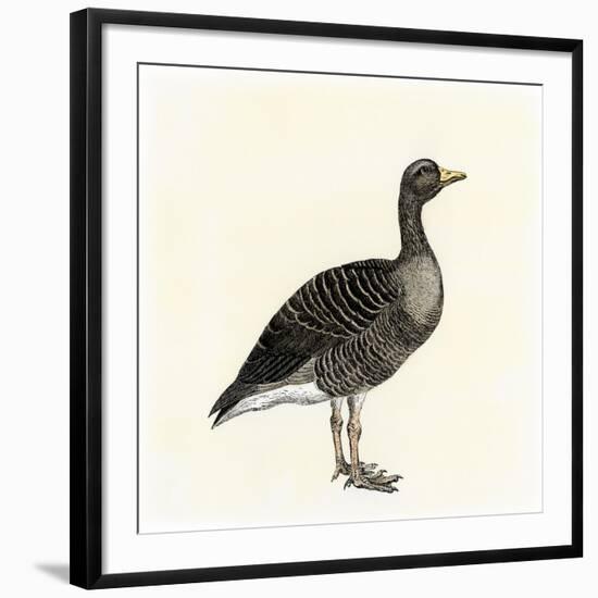 Greylag Goose-null-Framed Giclee Print