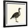 Greylag Goose-null-Framed Giclee Print