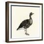 Greylag Goose-null-Framed Giclee Print