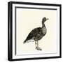 Greylag Goose-null-Framed Giclee Print