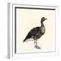 Greylag Goose-null-Framed Giclee Print