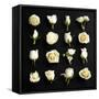 Grid of Cream Roses on Black-Tom Quartermaine-Framed Stretched Canvas