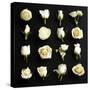 Grid of Cream Roses on Black-Tom Quartermaine-Stretched Canvas