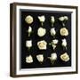 Grid of Cream Roses on Black-Tom Quartermaine-Framed Giclee Print