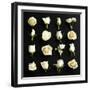 Grid of Cream Roses on Black-Tom Quartermaine-Framed Giclee Print