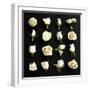 Grid of Cream Roses on Black-Tom Quartermaine-Framed Giclee Print